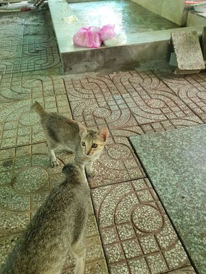 Mèo mướp xám vằn cả hai