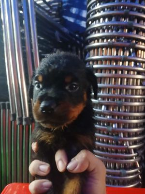 Rottweiler 45 ngày tuổi. Mua bán Chó tại Huyện Bình Chánh Tp Hồ Chí Minh được đăng bởi Kiệt Phạm