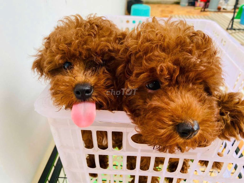 Chó Poodle Tyny Nâu đỏ 4 tháng. Mua bán Chó tại Thành phố Vũng Tàu Bà Rịa - Vũng Tàu được đăng bởi côn sơn hình 1