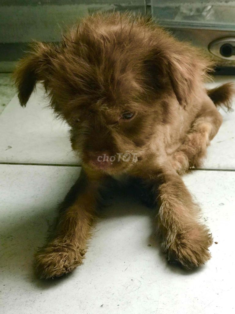 Chó con Nâu 2 tháng tuổi. Mua bán Chó tại Quận 5 Tp Hồ Chí Minh được đăng bởi Quanchihao hình 1