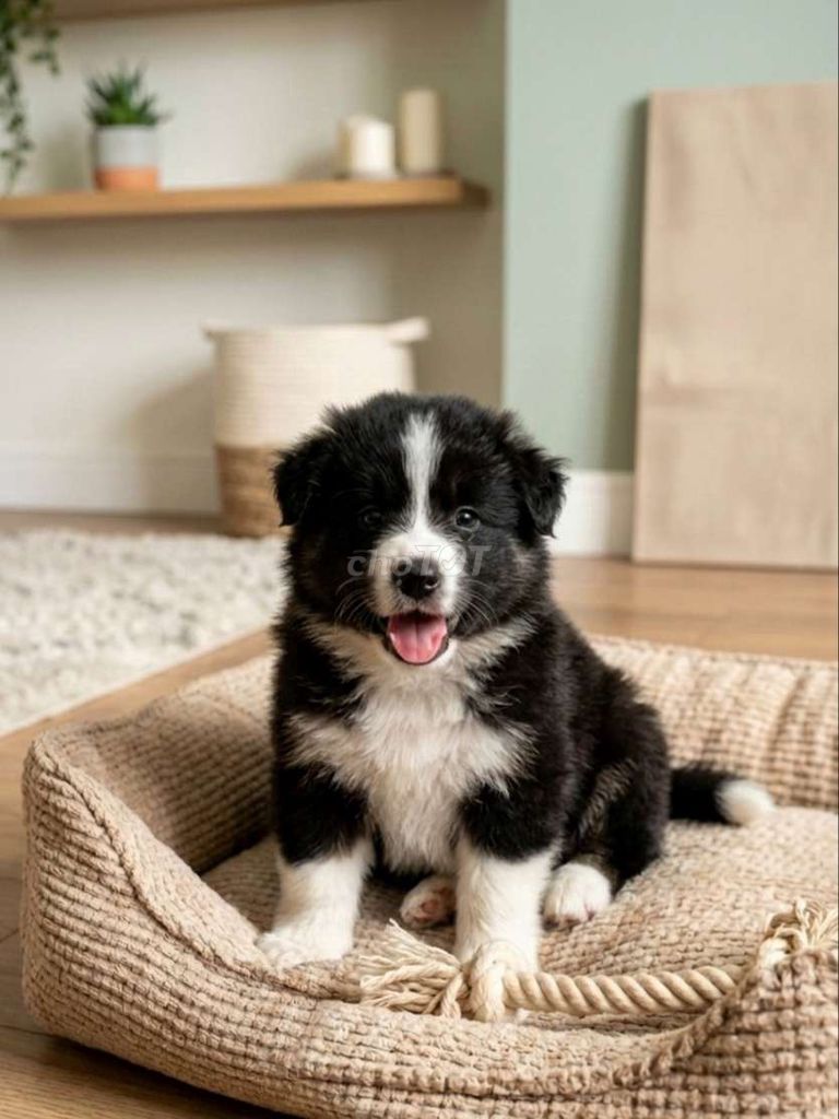 Chó Border Collie F1 2 tháng. Mua bán Chó tại Quận Tân Bình Tp Hồ Chí Minh được đăng bởi Linh Lan hình 1