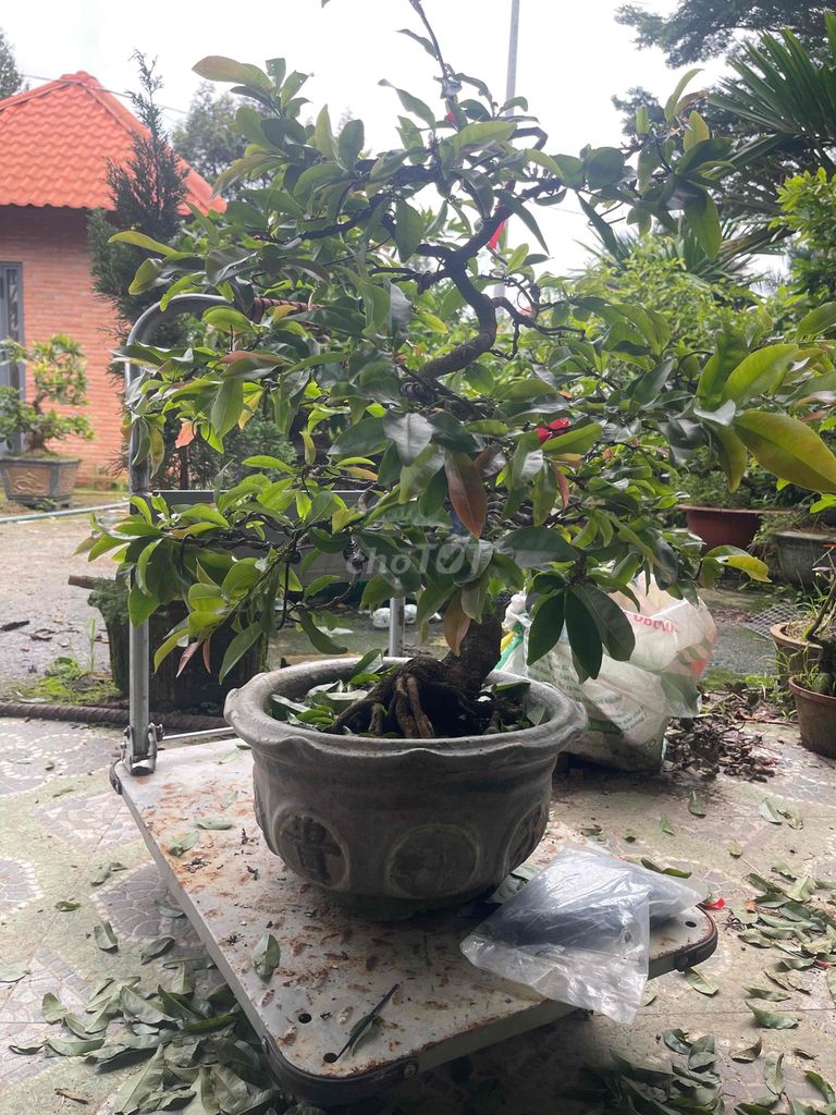 Cây cảnh Mai cúc thọ hương già, chi cành đầy đặn. Mua bán Cây cảnh, đồ trang trí tại Thành phố Bảo Lộc Lâm Đồng được đăng bởi Phương Nguyễn hình 1