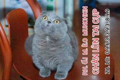 Dịch vụ phối mèo cảnh chân lùn tai cụp xanh xám. Mua bán Mèo tại Quận Thanh Xuân Hà Nội được đăng bởi Nguyễn Thị Uyển