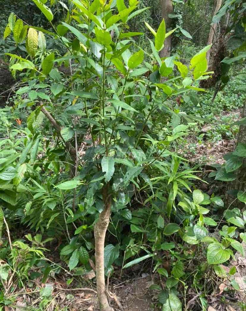 cây vối nếp & Đinh Lăng trong chậu lá dùng tốt SK