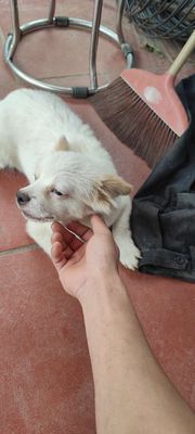 Chó Nhật 3 tháng tuổi Trắng