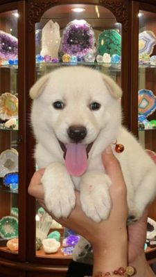 Chó Samoyed trắng tuyết vip 2 tháng tuổi
