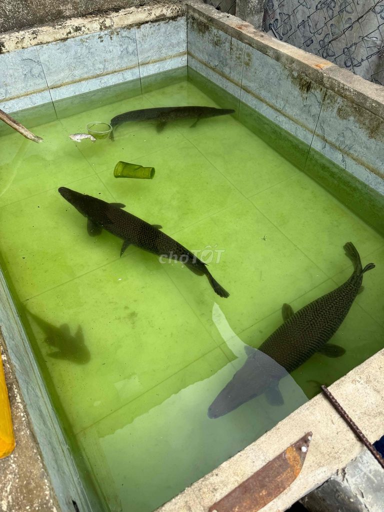 Cá sấu hoả tiển rẻ. Mua bán Thú cưng khác tại Huyện Trảng Bàng Tây Ninh được đăng bởi Thanh Hùng KiDo hình 1