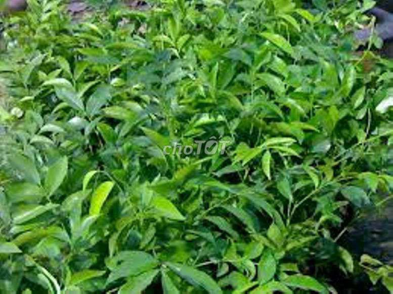 Lá mắc mật tươi 500gr. Mua bán Đồ ăn, thực phẩm và các loại khác tại Quận Ninh Kiều Cần Thơ được đăng bởi Thuy Duong hình 1