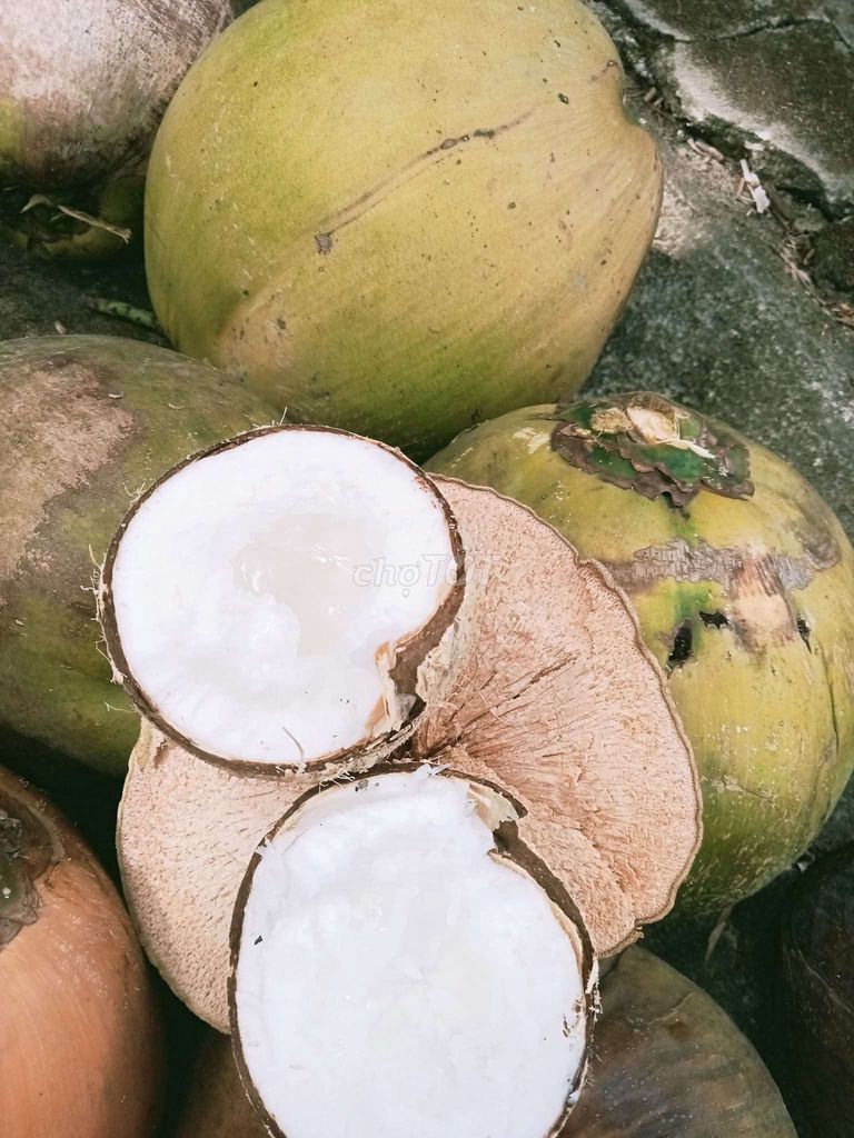Dừa sáp Trà Vinh. Mua bán Đồ ăn, thực phẩm và các loại khác tại Quận 1 Tp Hồ Chí Minh được đăng bởi mít cute hình 5