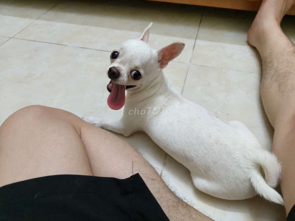 Chó Chihuahua cái 8 tháng màu Trắng. Mua bán Chó tại Huyện Đông Anh Hà Nội được đăng bởi VIET HUNG hình 1
