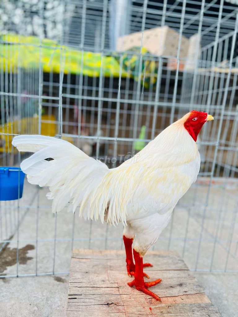 Gà chọi Trắng Đực. Mua bán Gà tại Huyện Vĩnh Cửu Đồng Nai được đăng bởi Huynhvanhoi Huynh hình 1