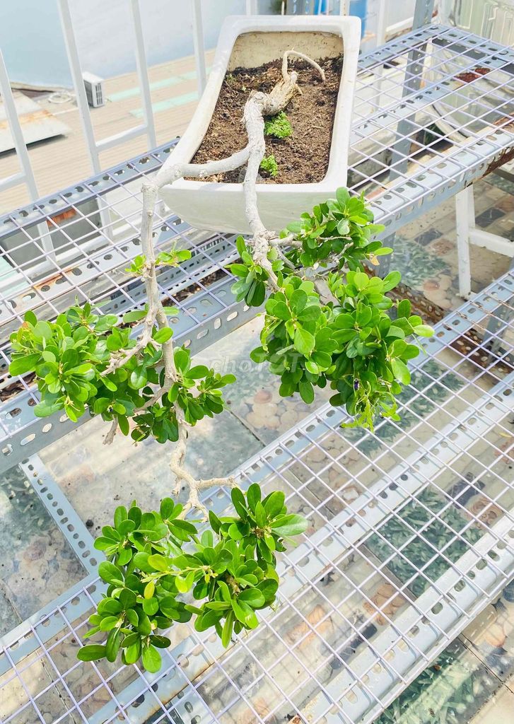 SAM NÚI MỸ NGHỆ, DÁNG BONSAI THÁC ĐỔ ĐỘC LẠ. Mua bán Cây cảnh, đồ trang trí tại Quận Tân Phú Tp Hồ Chí Minh được đăng bởi Nguyễn Hoàng hình 1