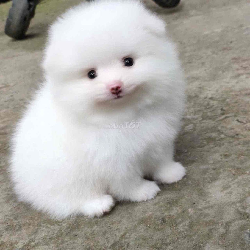 Chó Phốc Sóc nhỏ nhắn. Mua bán Chó tại Quận 1 Tp Hồ Chí Minh được đăng bởi bm hình 1