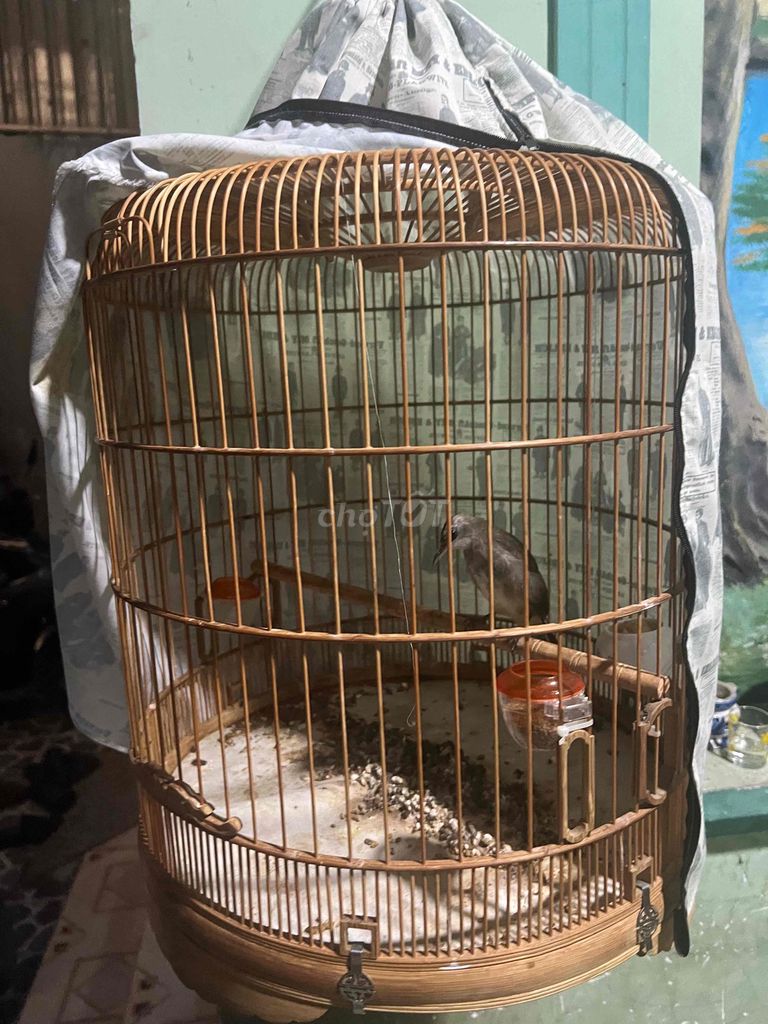 Chim Hoành hoạch trắng. Mua bán Chim tại Huyện Nhà Bè Tp Hồ Chí Minh được đăng bởi Quang Trường hình 1