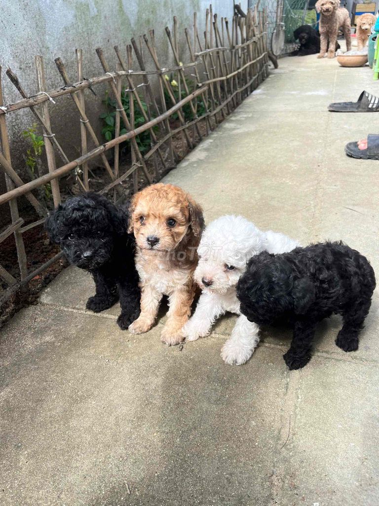 cần bán chó Poodle Tiny đẹp nhà sinh sản