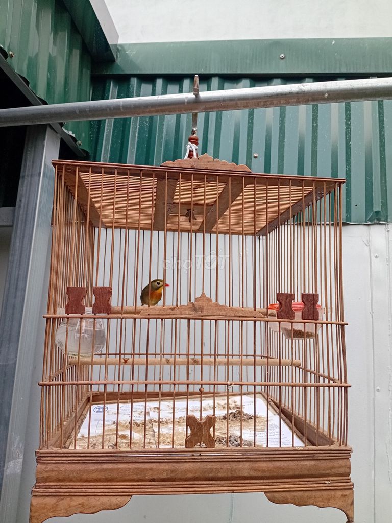 Chim quế lâm hơn 1 năm. Mua bán Chim tại Huyện Thanh Trì Hà Nội được đăng bởi Lương Tấn Thịnh hình 1
