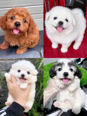 chó poodle , phốc sóc F 2 tháng
