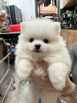 Phốc Sốc. Mua bán Chó tại Thành phố Vũng Tàu Bà Rịa - Vũng Tàu được đăng bởi Lượm Dog Shop