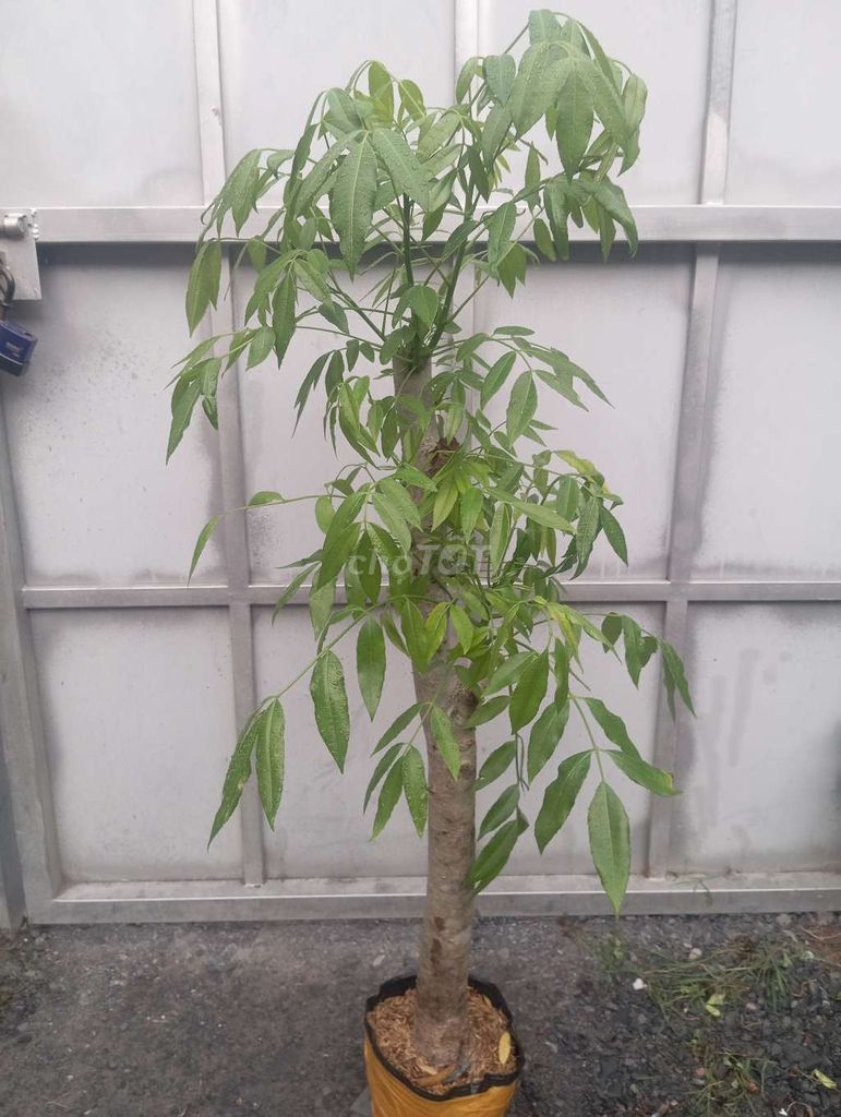 Cây ăn quả Cóc Thái Cây to. Mua bán Cây cảnh, đồ trang trí tại Huyện Củ Chi Tp Hồ Chí Minh được đăng bởi LT hình 1