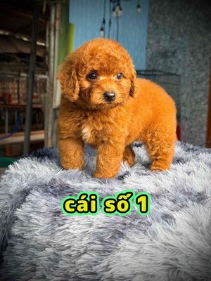 Poodle Nâu như cục bông
