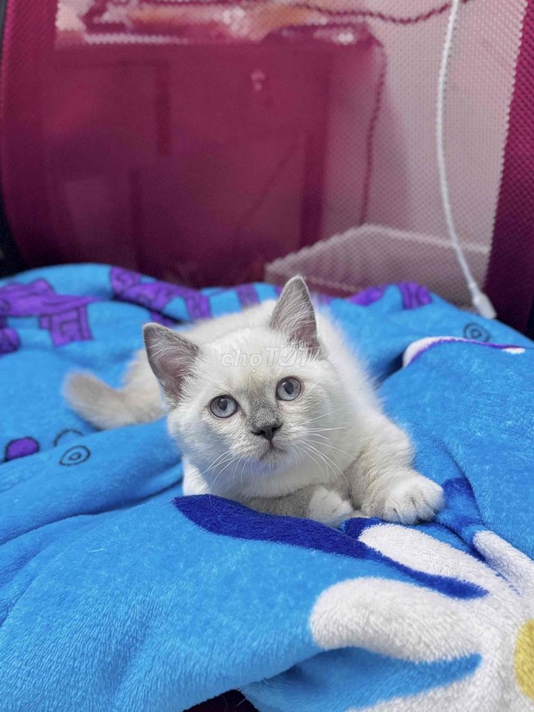 Mèo Hyma lai Ragdoll cái 3 tháng. Mua bán Mèo tại Quận Cái Răng Cần Thơ được đăng bởi TRẦN HOÀI NGỌC hình 1