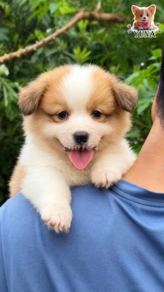 CHÓ CORGI THUẦN, FORM GẤU Ạ. Mua bán Chó tại Quận 3 Tp Hồ Chí Minh được đăng bởi Thùy Trang hình 1