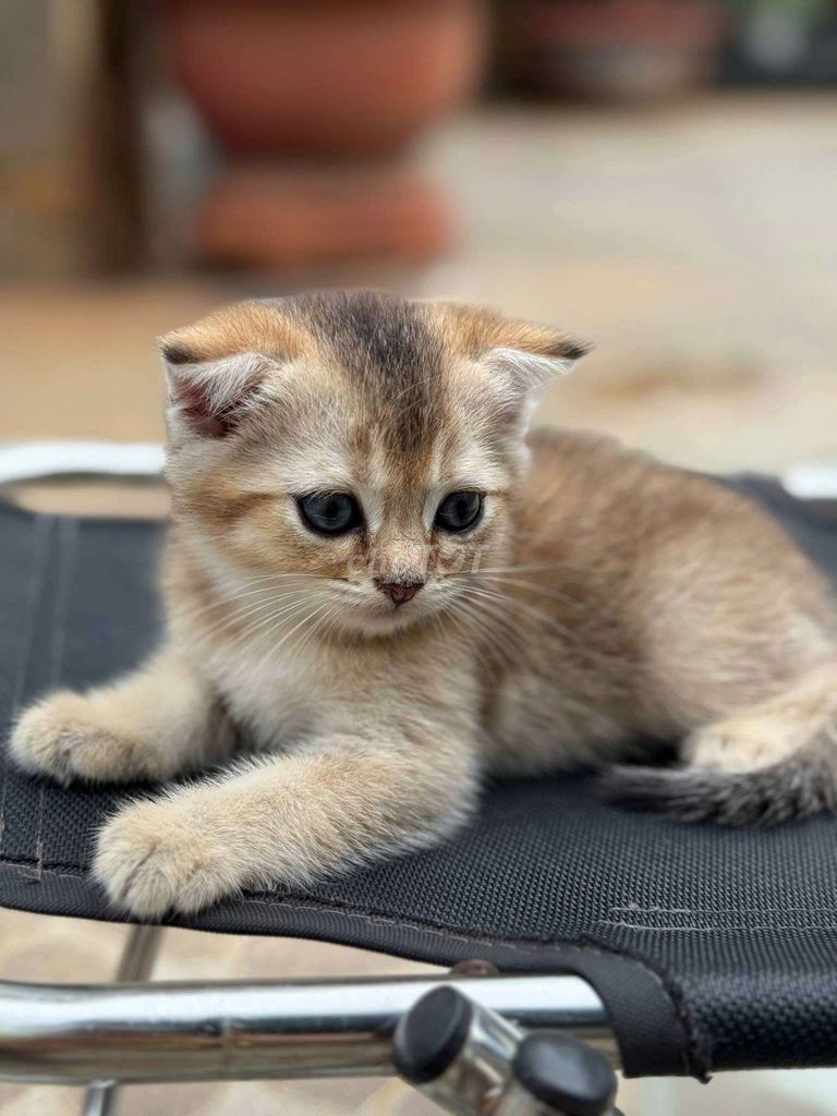 Vũng Tàu Long Thành mèo Anh thuần chủng cá siêu rẻ. Mua bán Mèo tại Thành phố Vũng Tàu Bà Rịa - Vũng Tàu được đăng bởi Miss An hình 3