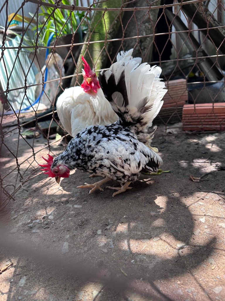 Gà Serama Mini. Mua bán Gà tại Quận 12 Tp Hồ Chí Minh được đăng bởi Anh bảo hình 1