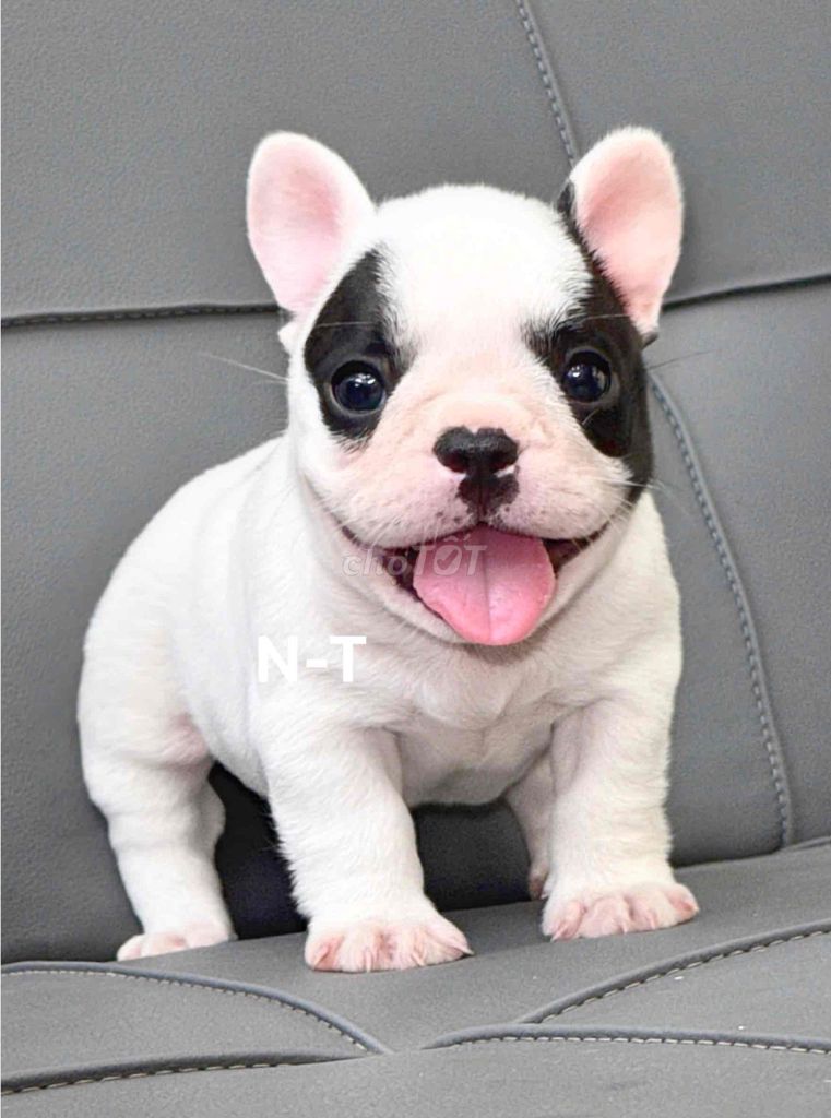 Chó French Bulldog Trắng đen. Mua bán Chó tại Quận Bình Tân Tp Hồ Chí Minh được đăng bởi Trang  hình 1