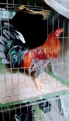 xám son hiện  1 kg 3 tơ zin trạg 1 kg 4