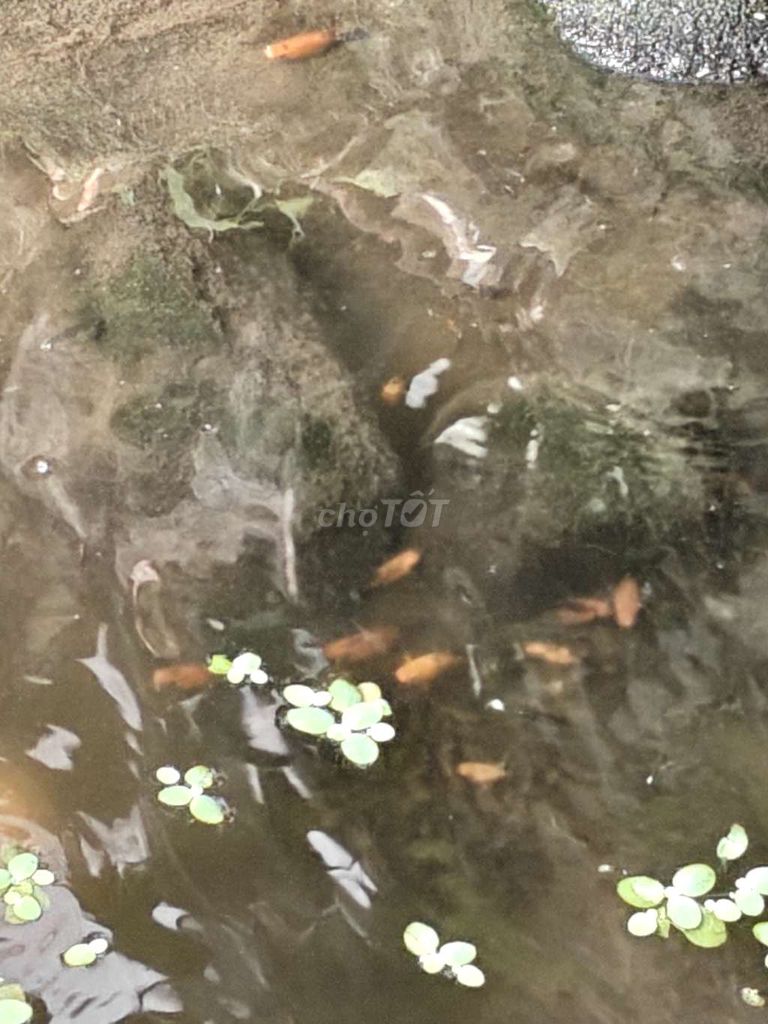 Cá cảnh Molly Cam đen hồ thủy sinh khỏe mạnh. Mua bán Thú cưng khác tại Huyện Long Thành Đồng Nai được đăng bởi toàn nguyễn hình 1