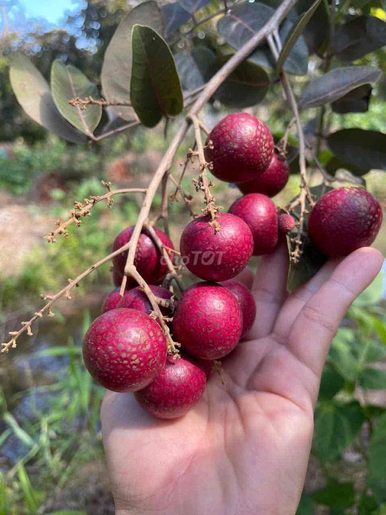 Nhãn tím Hoành to Đẹp. Mua bán Cây cảnh, đồ trang trí tại Huyện Cầu Kè Trà Vinh được đăng bởi Trần phát hình 1