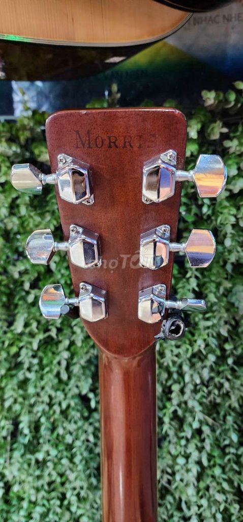 Guitar Acoustic MORRIS w25