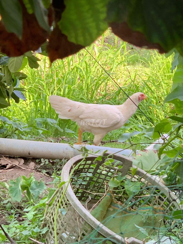Gà mái thái zin đang kêu ổ đất. Mua bán Gà tại Thị xã Bình Minh Vĩnh Long được đăng bởi Nguyễn Quang Vinh hình 1