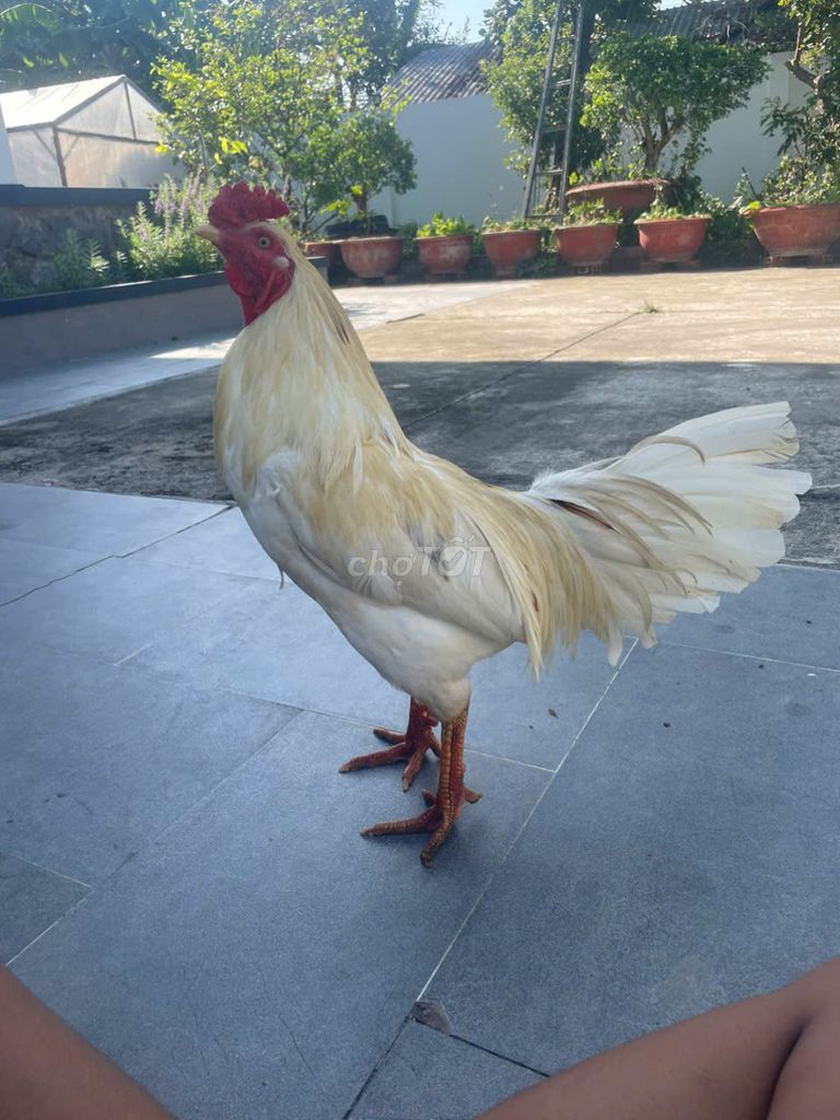 Gà Trắng 2.95kg. Mua bán Gà tại Huyện Tiểu Cần Trà Vinh được đăng bởi Su Nguyễn hình 1