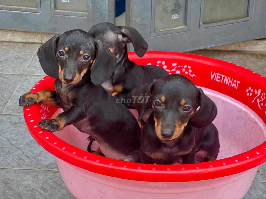 Chó lạp xưởng Đen,bắt chuột tốt. Mua bán Chó tại Quận Cẩm Lệ Đà Nẵng được đăng bởi Anh Pet Shop hình 1