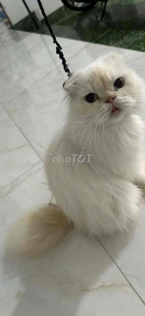mèo ba tư lai bán vì bận k có tgian chăm sóc. Mua bán Mèo tại Thành phố Buôn Ma Thuột Đắk Lắk được đăng bởi thị bích như nguyễn hình 1