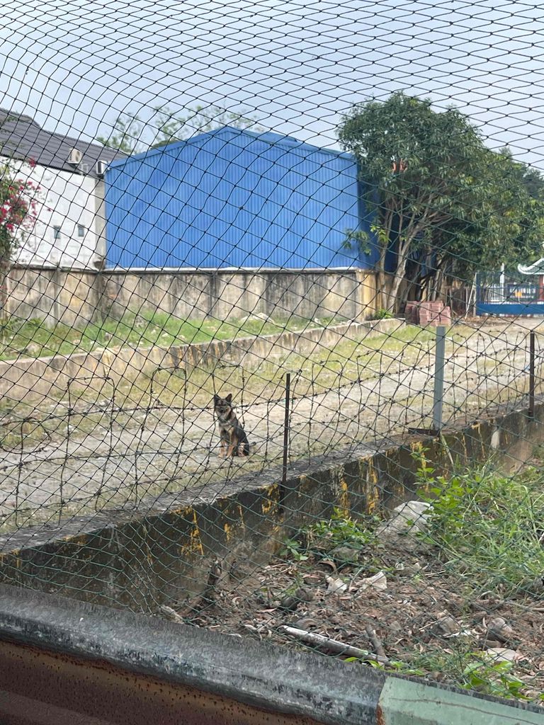 Gà mái nòi trên 2.3kg. Mua bán Gà tại Quận Cái Răng Cần Thơ được đăng bởi Nguyễn Phương Nguyện hình 1