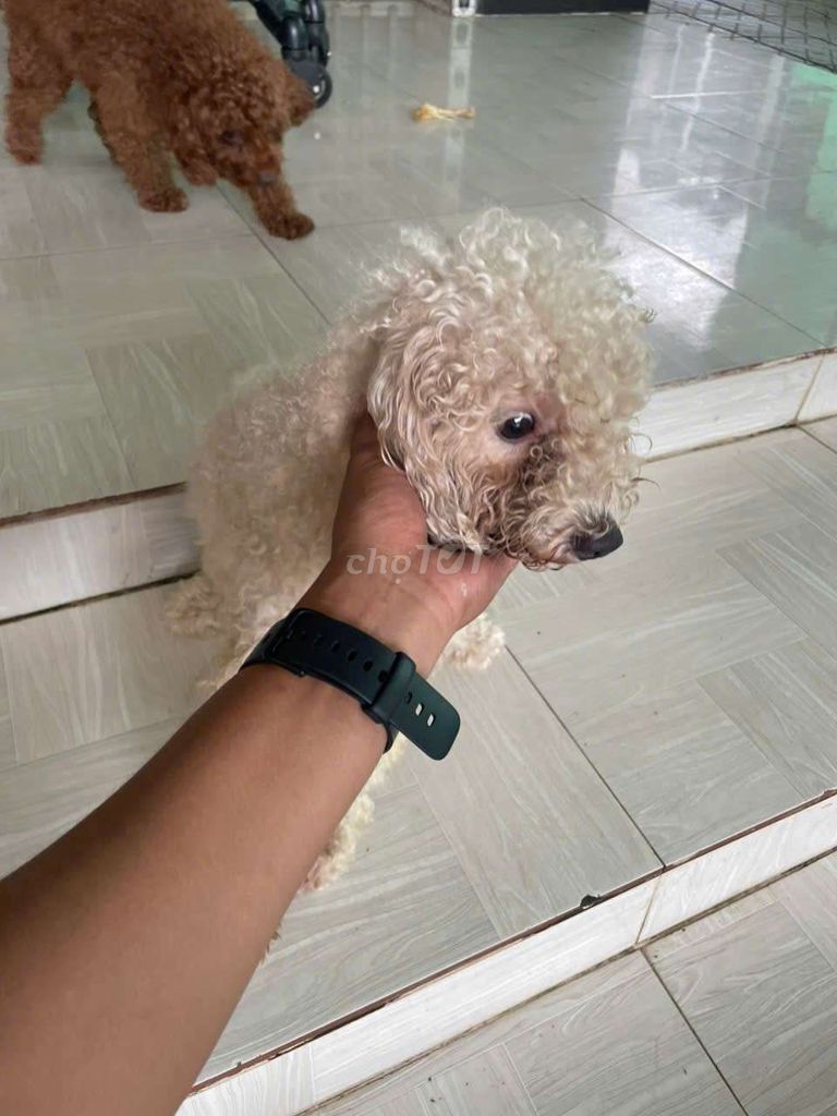 Chó Poodle Trắng Lông xoăn. Mua bán Chó tại Quận Ninh Kiều Cần Thơ được đăng bởi Nguyen95 hình 1
