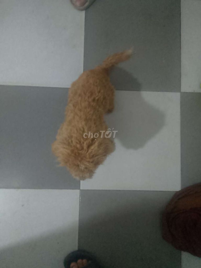 Không có thời gian nuôi muốn bán gọi số ***. Mua bán Chó tại Huyện Long Thành Đồng Nai được đăng bởi hùng còi hình 3