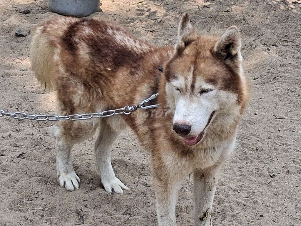 Chó Husky đực. Mua bán Chó tại Thành phố Biên Hòa Đồng Nai được đăng bởi Nhân Rottweiler  hình 1
