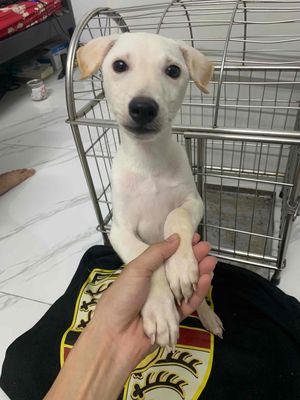 Chó Phốc hươu lai phú quốc 3 th��ng tuổi