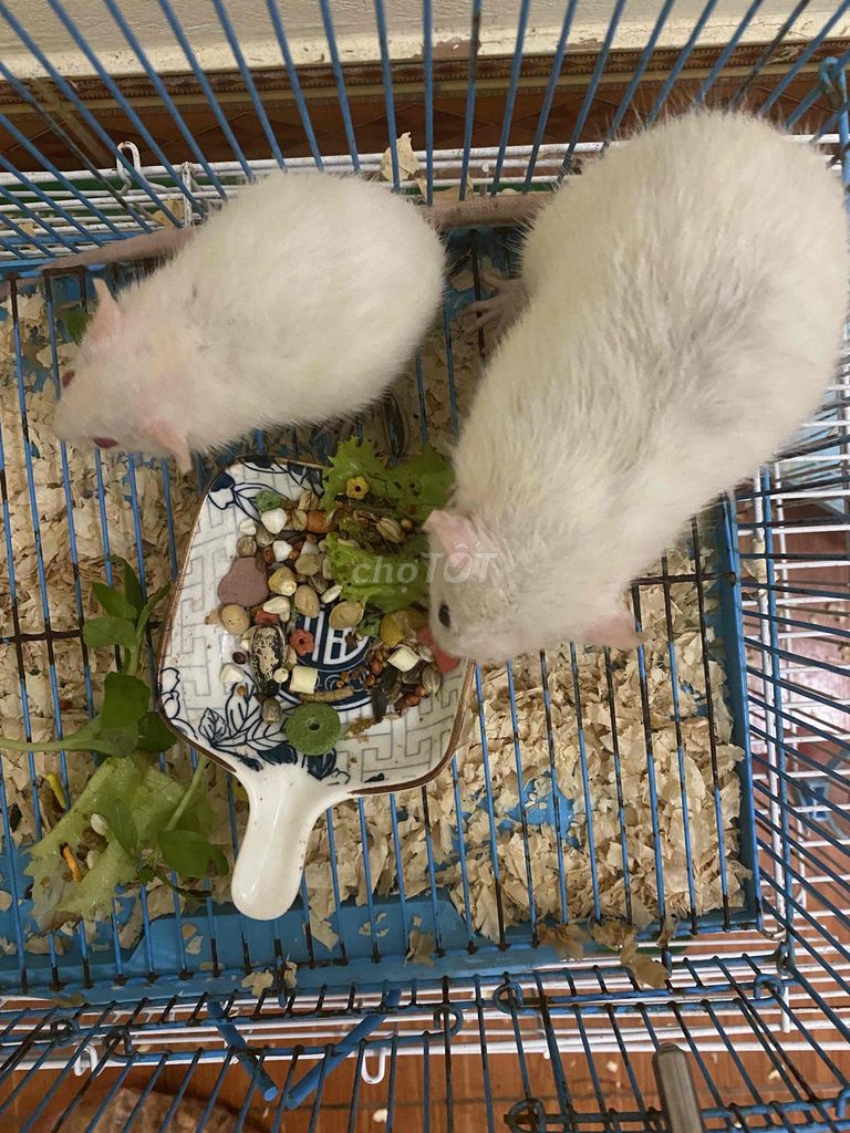 chuột rat đực. Mua bán Thú cưng khác tại Huyện Mê Linh Hà Nội được đăng bởi Ng Thanh hình 1