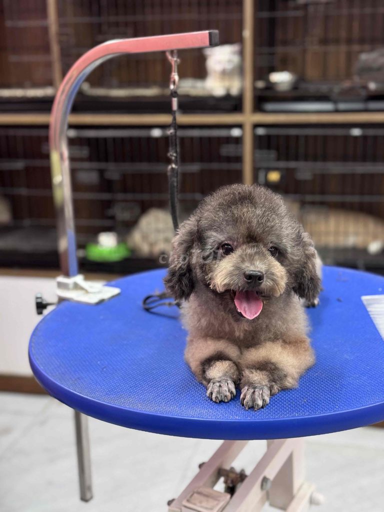 POODLE CÁI XÁM MÀU HIẾM GIÁ SIÊU RẺ