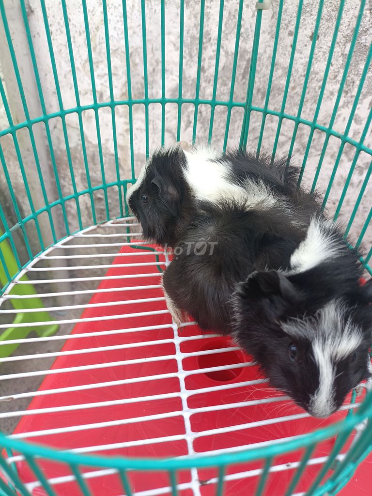 Chuột lang ABy. Mua bán Thú cưng khác tại Thành phố Thủ Đức Tp Hồ Chí Minh được đăng bởi Nguyễn Thanh Bảo  hình 1