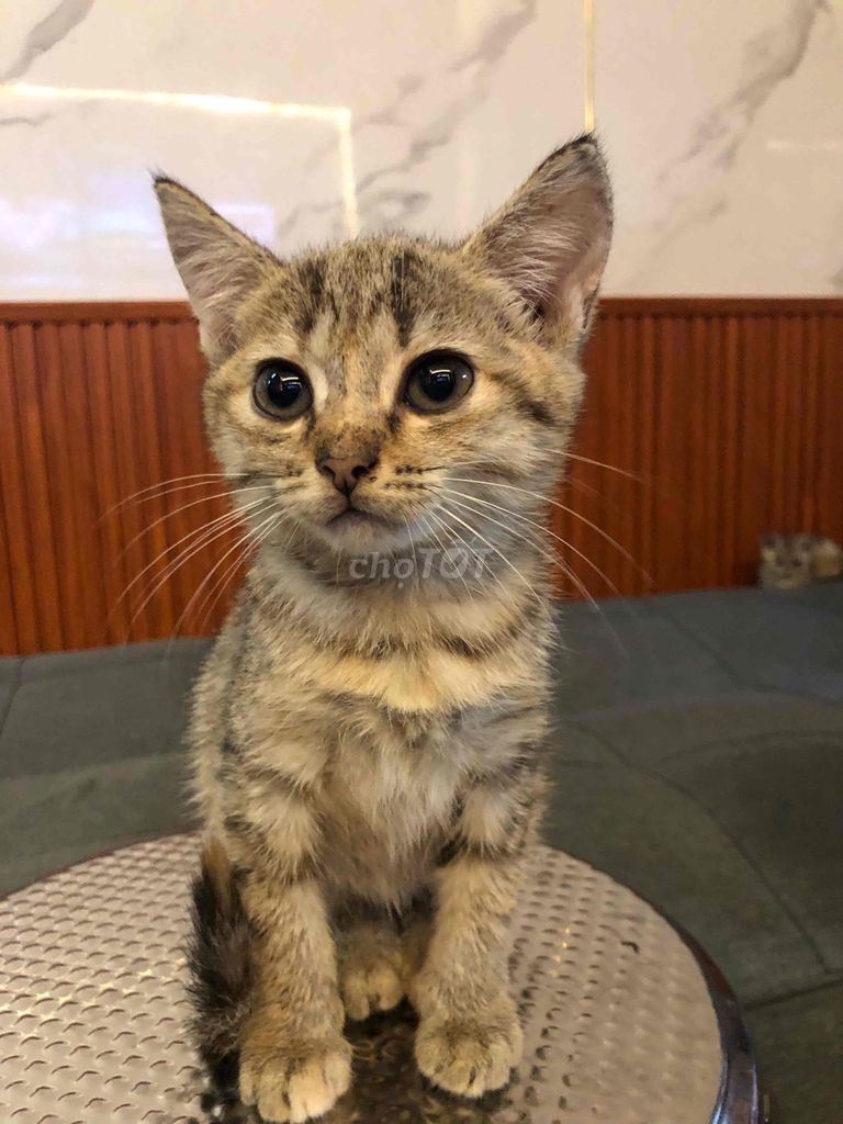 mèo lai anh. Mua bán Mèo tại Quận 12 Tp Hồ Chí Minh được đăng bởi thu hình 3