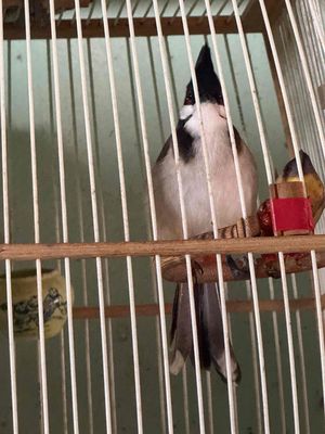 mào 2 mùa. Mua bán Chim tại Thành phố Thuận An Bình Dương được đăng bởi A bui