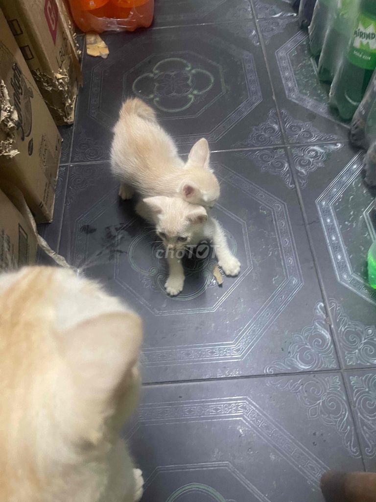 mèo nhà đẻ. Mua bán Mèo tại Thành phố Bắc Ninh Bắc Ninh được đăng bởi hiendo hình 2