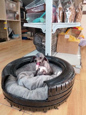 Ổ cún lốp xe. Mua bán Phụ kiện, Thức ăn, Dịch vụ tại Quận Hoàng Mai Hà Nội được đăng bởi Nguyễn Trung Thành