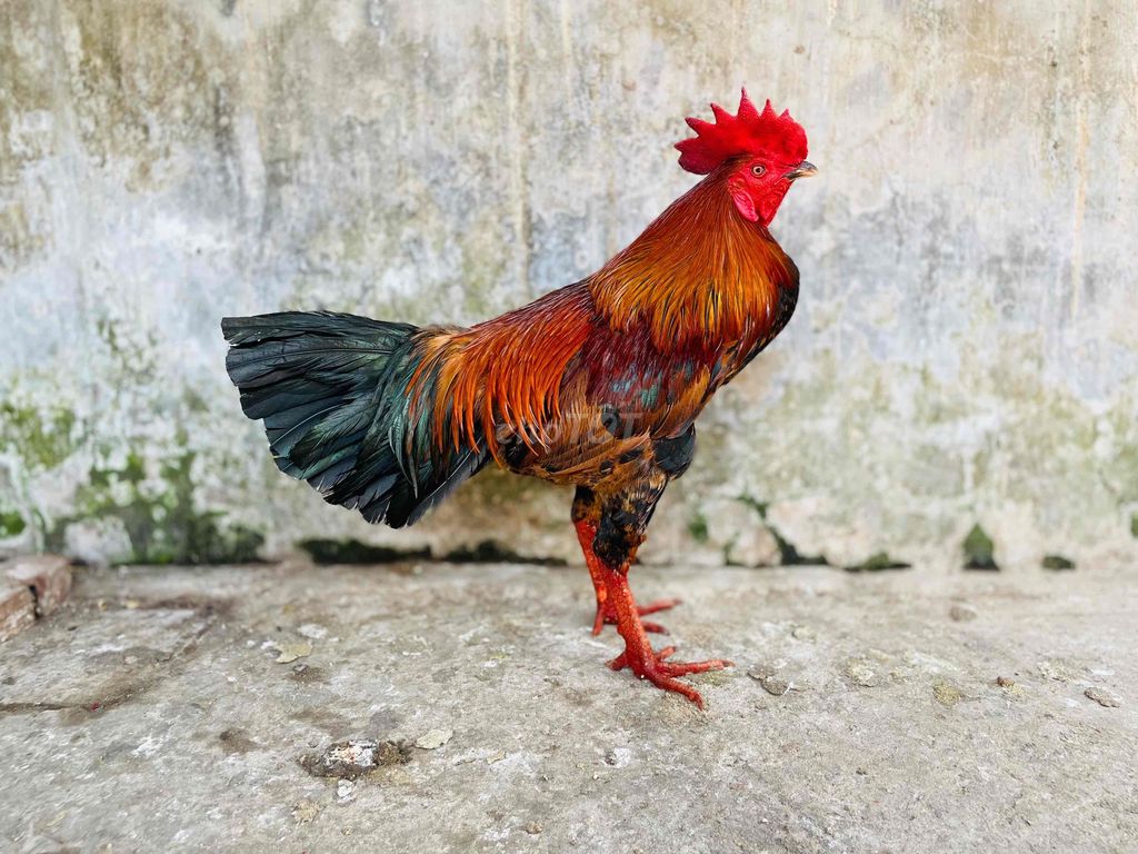 Gà Vàng 3kg. Mua bán Gà tại Thành phố Sa Đéc Đồng Tháp được đăng bởi Ht Gà  hình 1